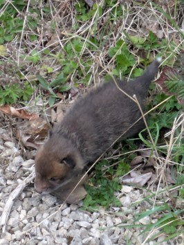 baby fox